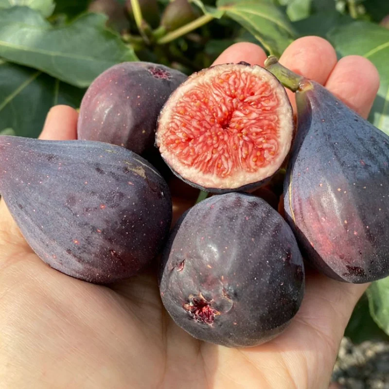 Fig Tree (Ficus carica) NEGRONNE