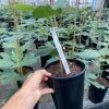 Fig Tree (Ficus carica) NEGRONNE