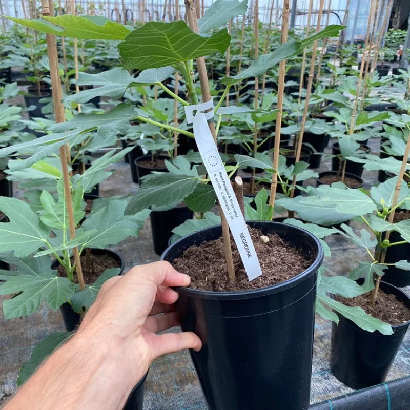 Fig Tree (Ficus carica) NEGRONNE