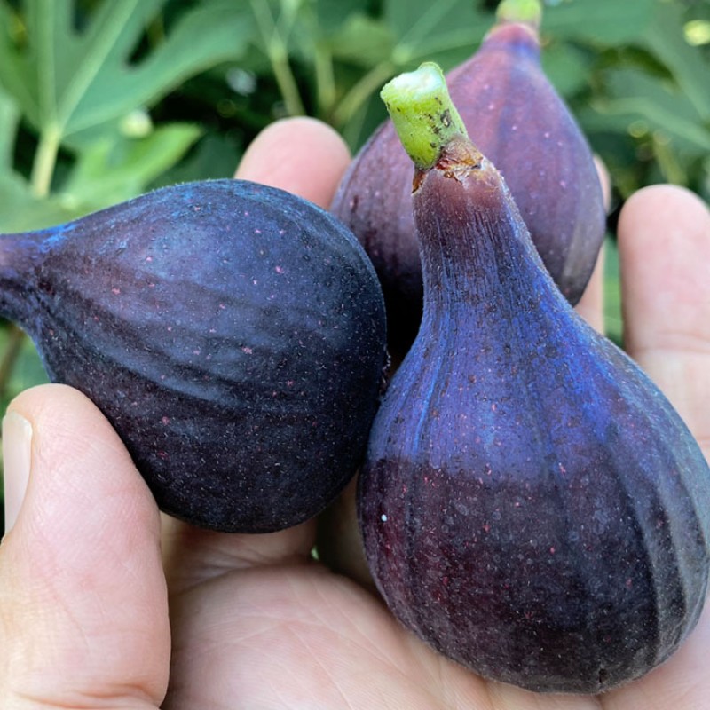 Figovník (Ficus carica) NOIRE DE CAROMB