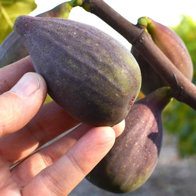 Fig Tree (Ficus carica) OSBORN PROLIFIC