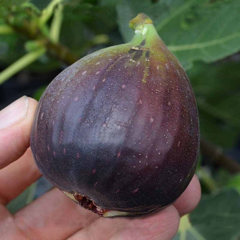 Figovník (Ficus carica) PASTILIÉRE