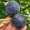 Figovník (Ficus carica) RONDE DE BORDEAUX