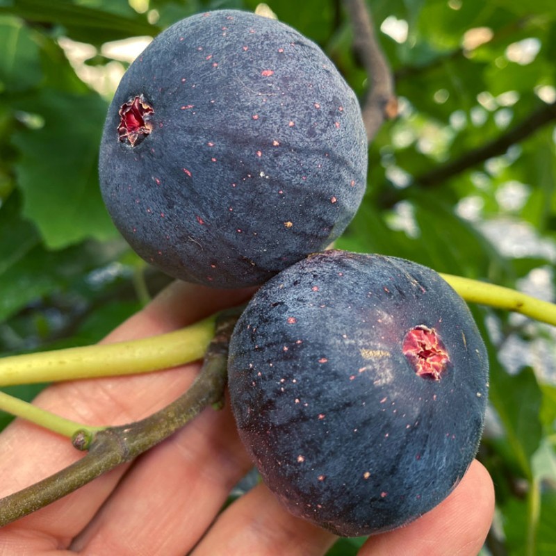 Figovník (Ficus carica) RONDE DE BORDEAUX