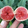 Figovník (Ficus carica) RONDE DE BORDEAUX