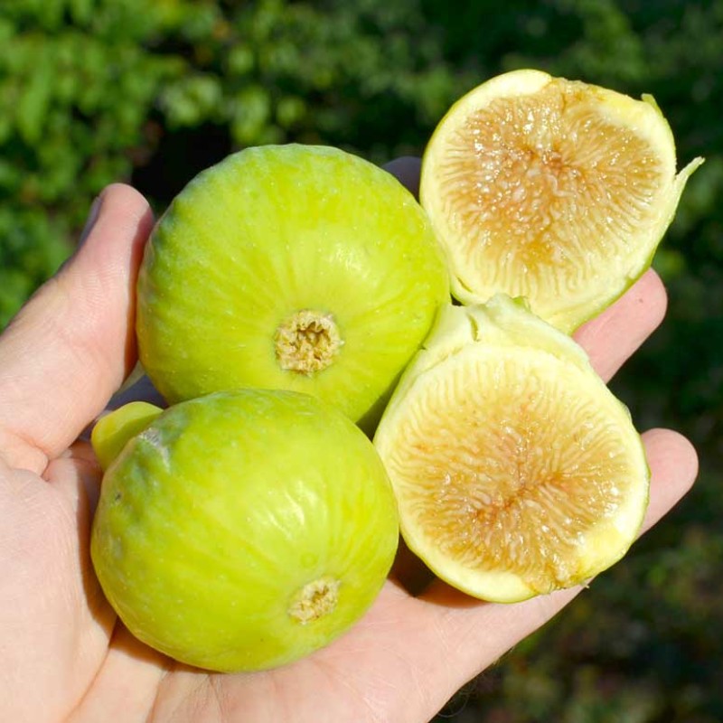 Figovník (Ficus carica) TENA