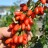 Goji - Kustovnica čínska