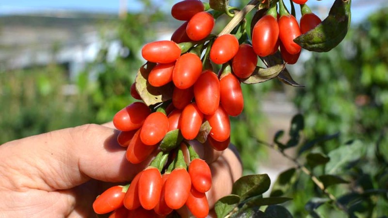 Goji - kráľovná ovocia