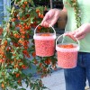 Goji (Lycium barbarum) BIG LIFEBERRY®