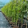 Granátové jablko (Punica granatum) KAJ-ACIK-ANOR