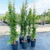 Granátové jablko (Punica granatum) PARFIANKA