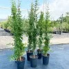 Granátové jablko (Punica granatum) PARFIANKA
