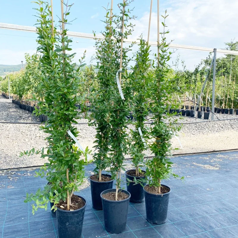 Granátové jablko (Punica granatum) PARFIANKA