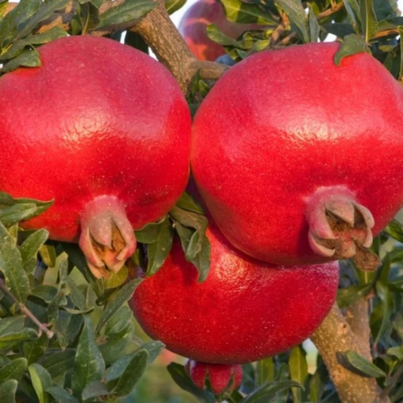Pomegranate (Punica granatum) HICAZ