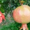 Granátové jablko (Punica granatum) KAJ-ACIK-ANOR