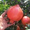 Pomegranate (Punica granatum) KAZAKE