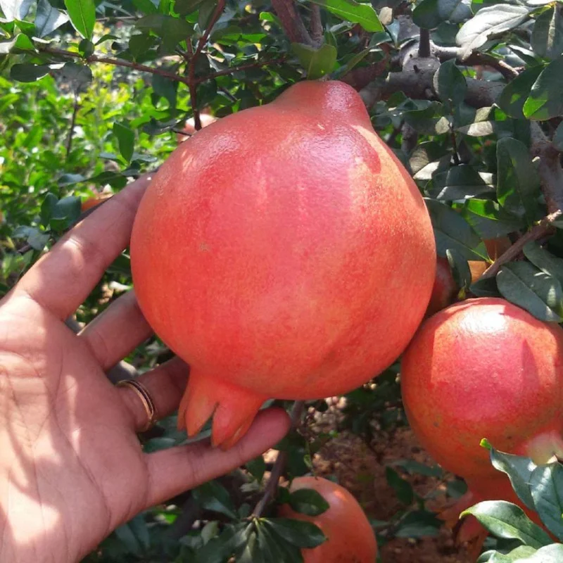 Pomegranate (Punica granatum) KAZAKE
