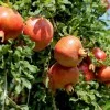 Pomegranate (Punica granatum) KAZAKE