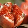 Pomegranate (Punica granatum) KAZAKE
