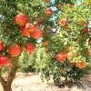 Pomegranate (Punica granatum) KAZAKE