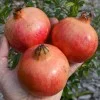 Granátové jablko (Punica granatum) MOLLAR DE ELCHE