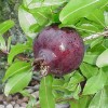 Granatapfel (Punica granatum) NIKITSKI TSCHERNY