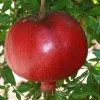 Granatapfel (Punica granatum) NIKITSKI RANNI