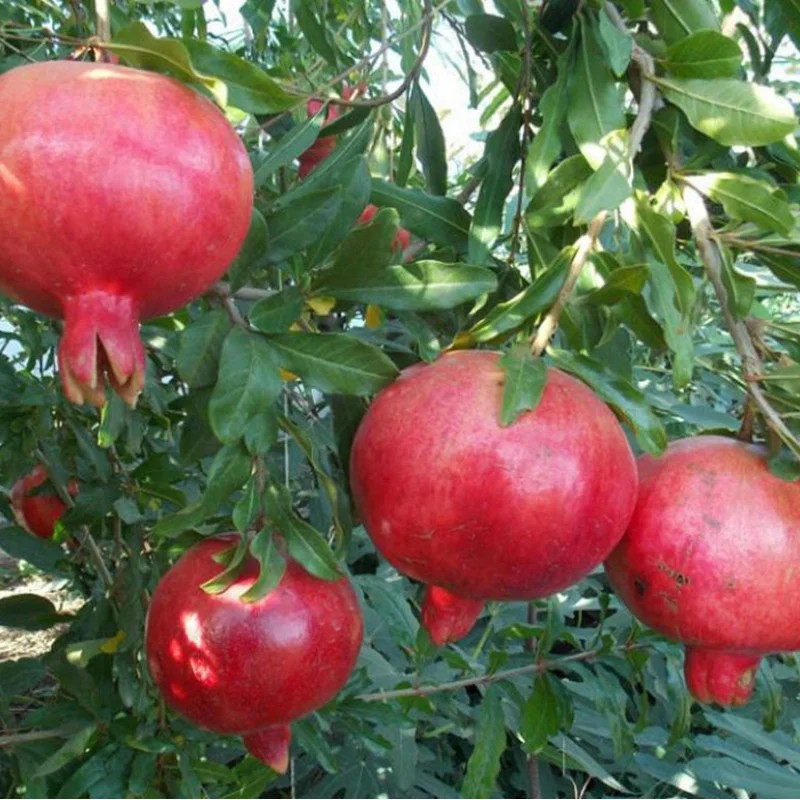 Granátové jablko (Punica granatum) VELES