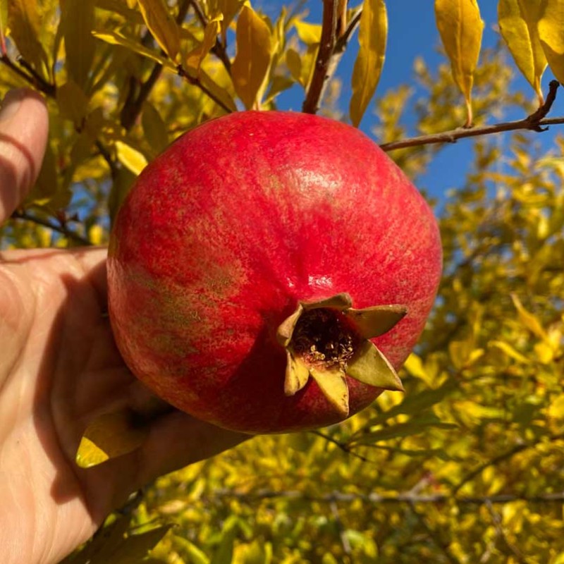 Granátové jablko (Punica granatum) WONDERFUL