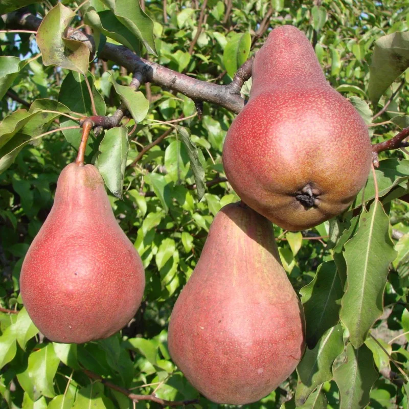 Birne (Pyrus communis) BERE BOGMATKO