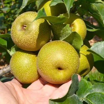 Apple Pear (Pyrus pyrifolia) CHOJURO 