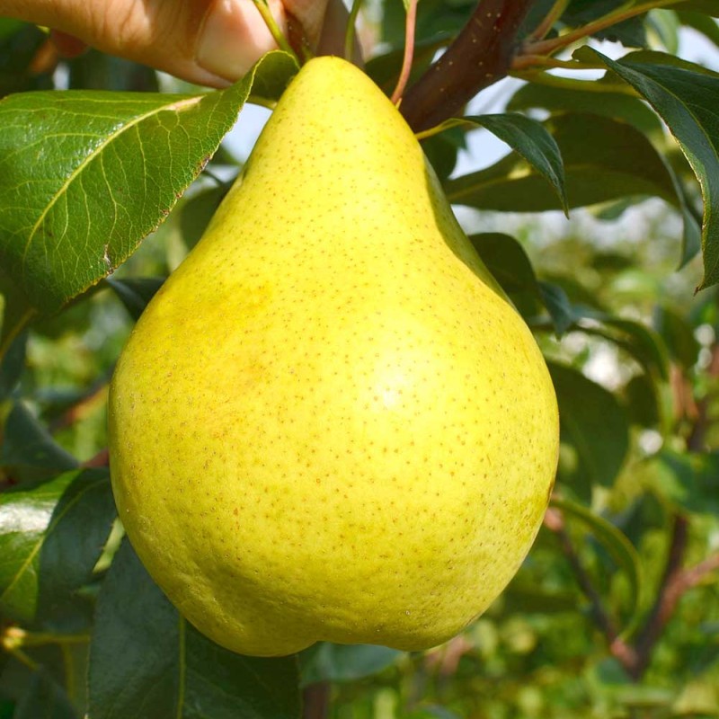 Hruška stĺpová (Pyrus communis) CONDO