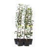 Pear Columnar (Pyrus communis) DECORA