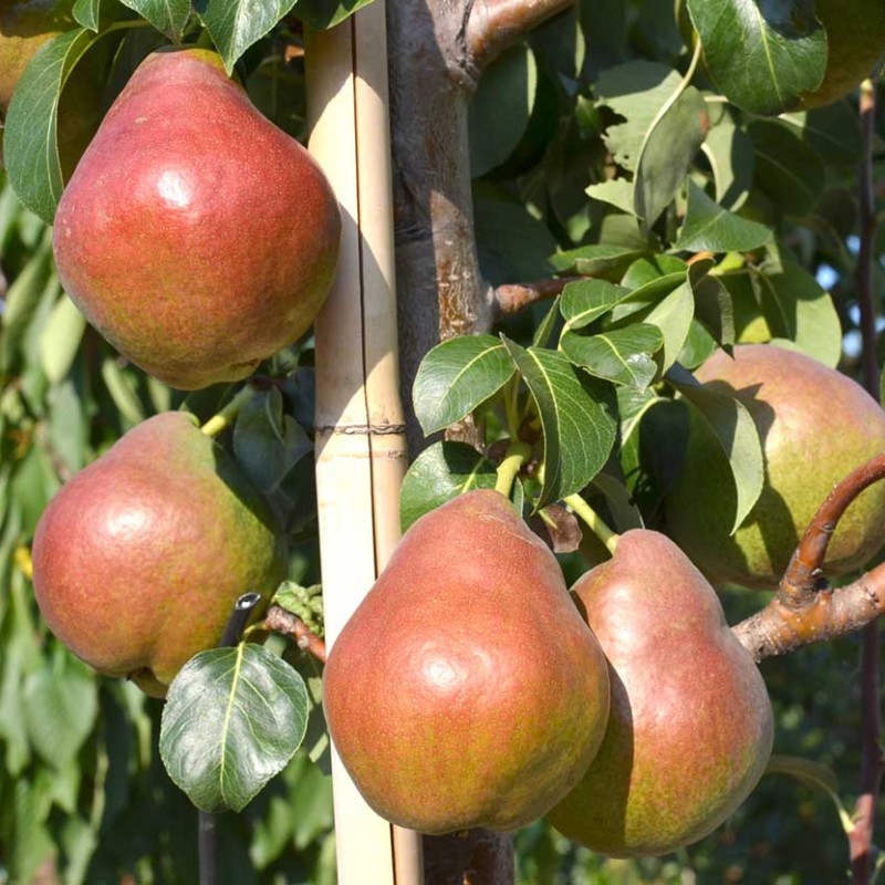 Pear Columnar (Pyrus communis) DECORA