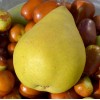 Hruška (Pyrus communis) DESSERTNAJA
