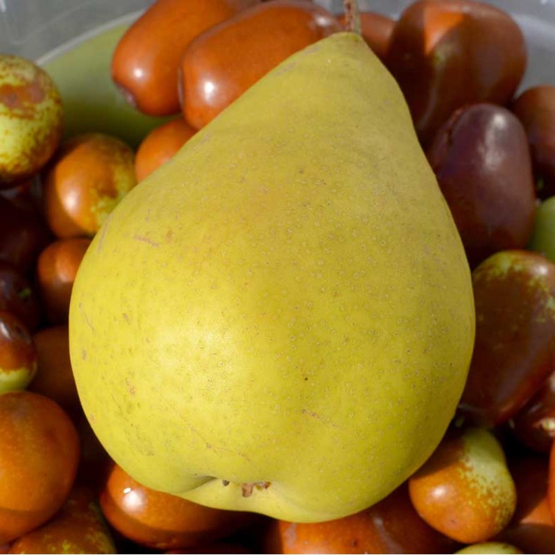 Hruška (Pyrus communis) DESSERTNAJA