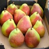 Hruška (Pyrus communis) DICOLOR