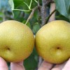 Apple Pear (Pyrus pyrifolia) HOSUI