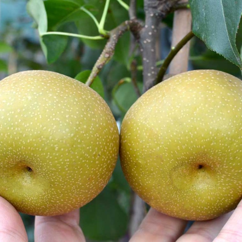 Apple Pear (Pyrus pyrifolia) HOSUI