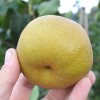 Apple Pear (Pyrus pyrifolia) HOSUI