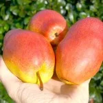 Pear Trees
