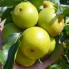 Nashi - Japonská hruška (Pyrus pyrifolia) NIJISSEIKI