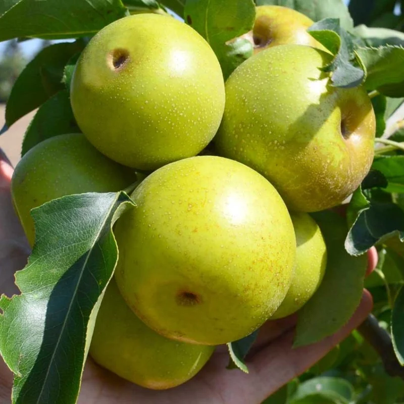 Nashi - Japanische Birne (Pyrus pyrifolia) NIJISSEIKI