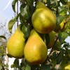 Hruška (Pyrus communis) NOJABRSKAJA