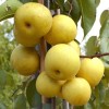 Nashi - Japonská hruška (Pyrus pyrifolia) SHINSEIKI