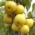 Nashi Pear Trees