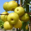 Nashi - Japonská hruška (Pyrus pyrifolia) SHINSEIKI