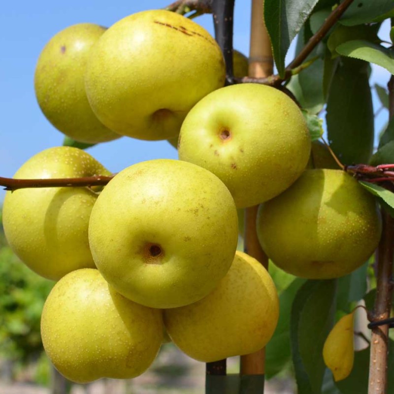 Nashi - Japonská hruška (Pyrus pyrifolia) SHINSEIKI