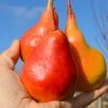 Birne (Pyrus communis) SAXONIA™ THIMO®