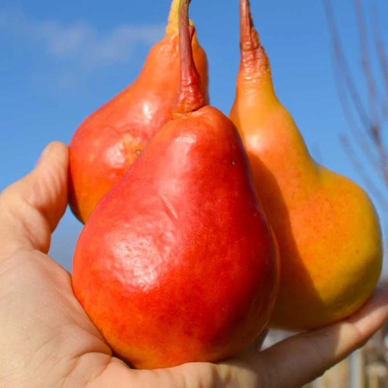 Birne (Pyrus communis) SAXONIA™ THIMO®